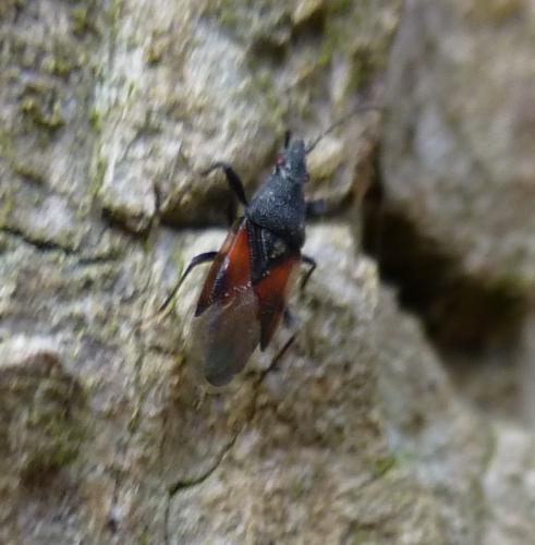 Réf. 196 184 : Oxycarenus lavaterae